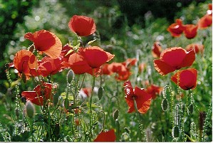 Buntes Leben zwischen den Reben